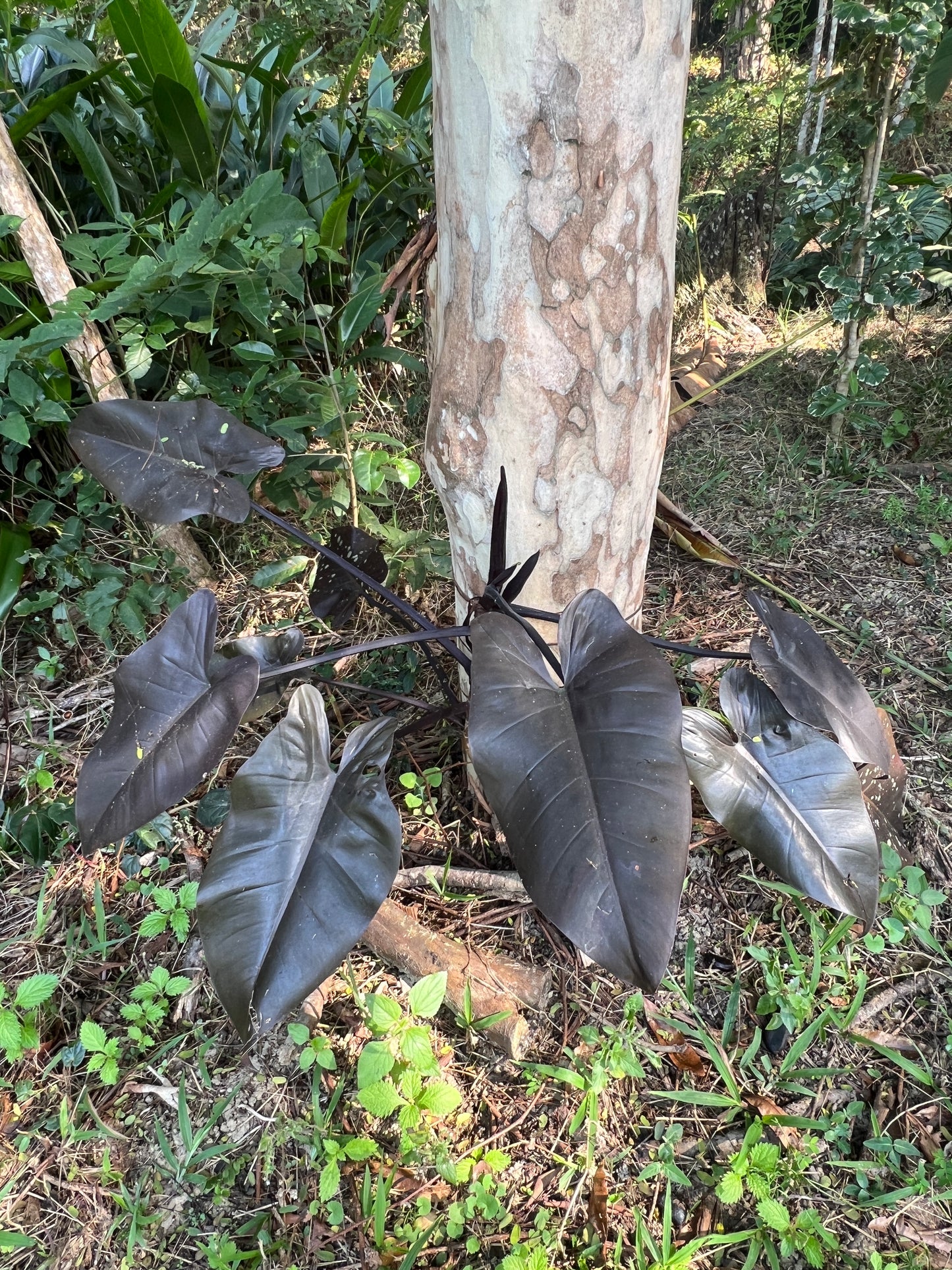 Philodendron Black Knight