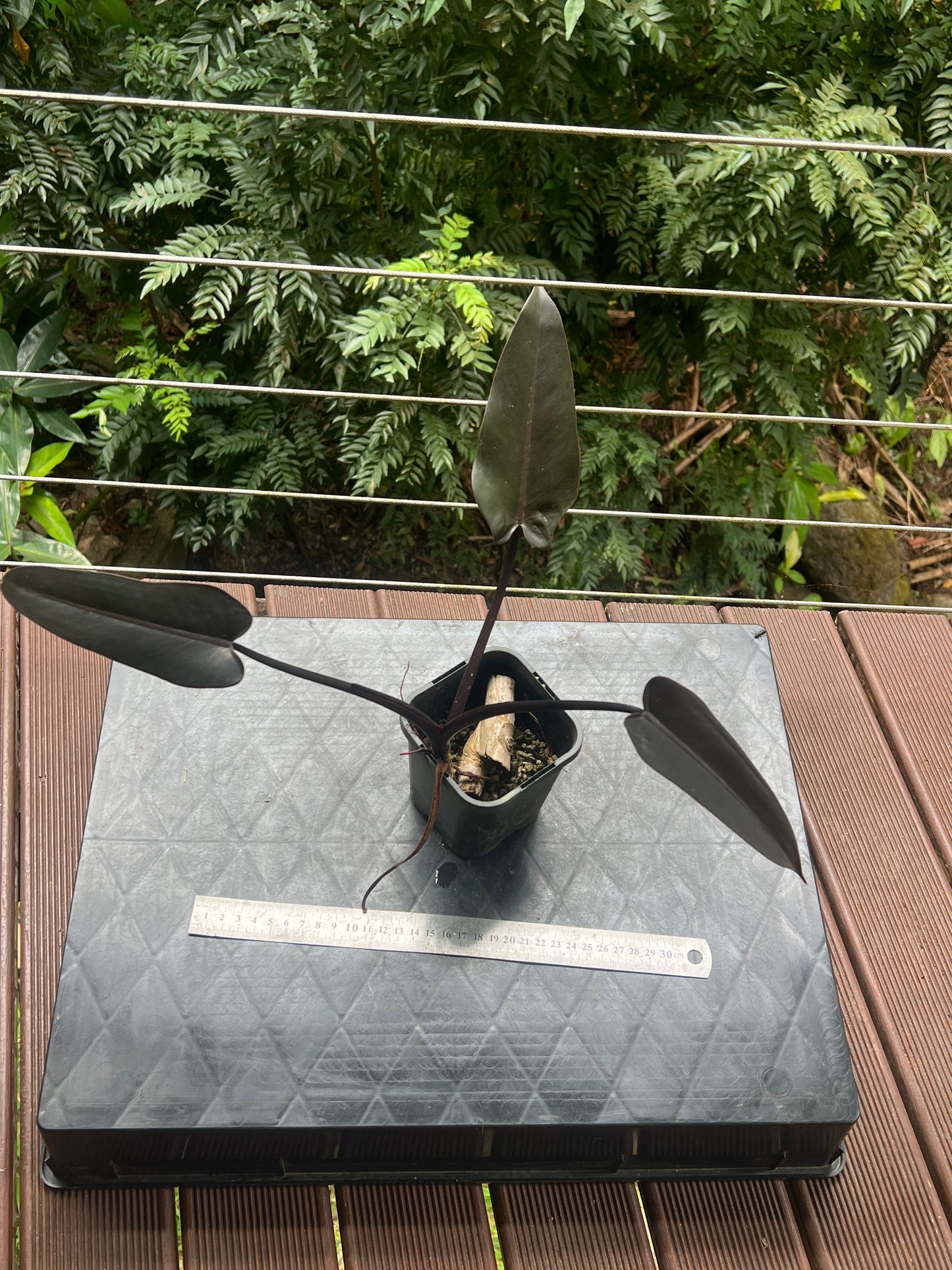 Philodendron Black Knight