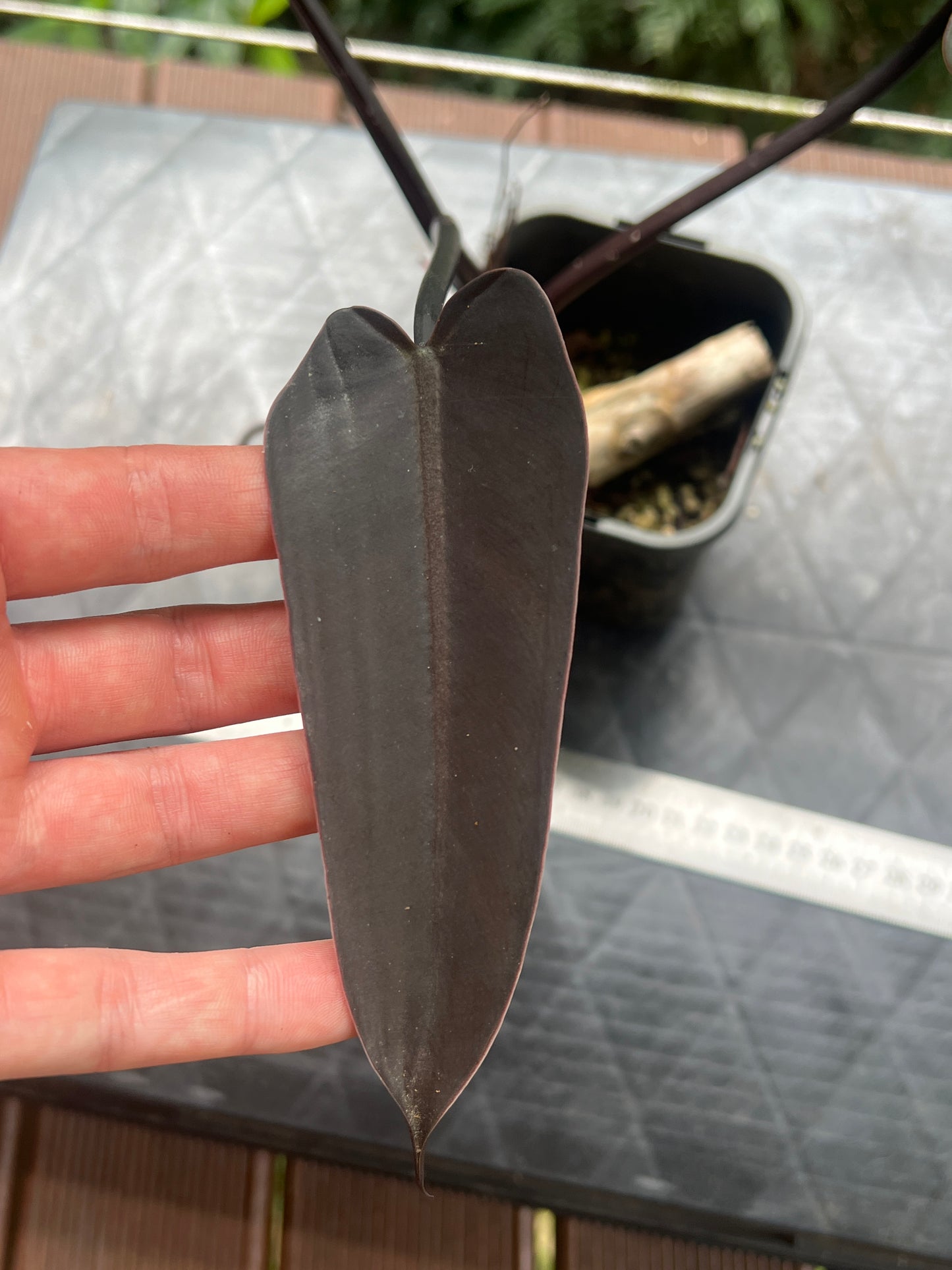 Philodendron Black Knight