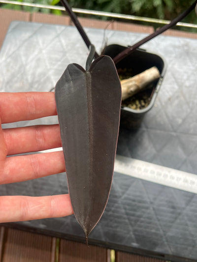 Philodendron Black Knight