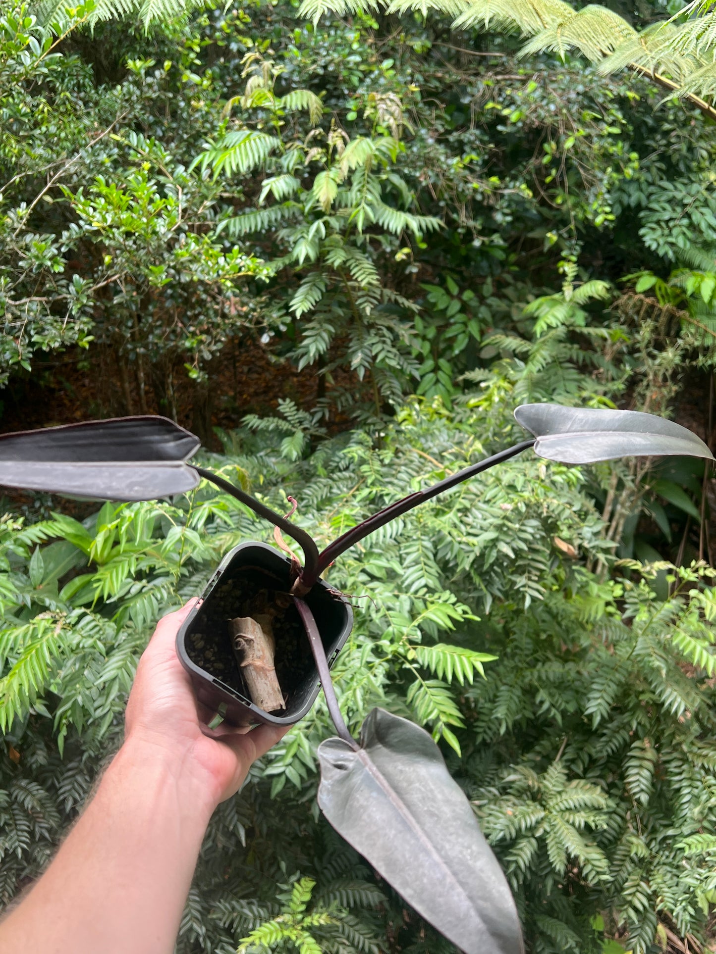 Philodendron Black Knight