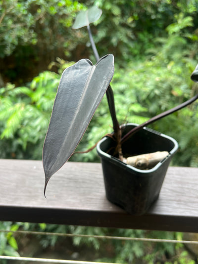 Philodendron Black Knight