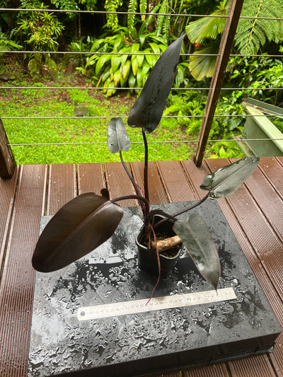 Philodendron Black Knight