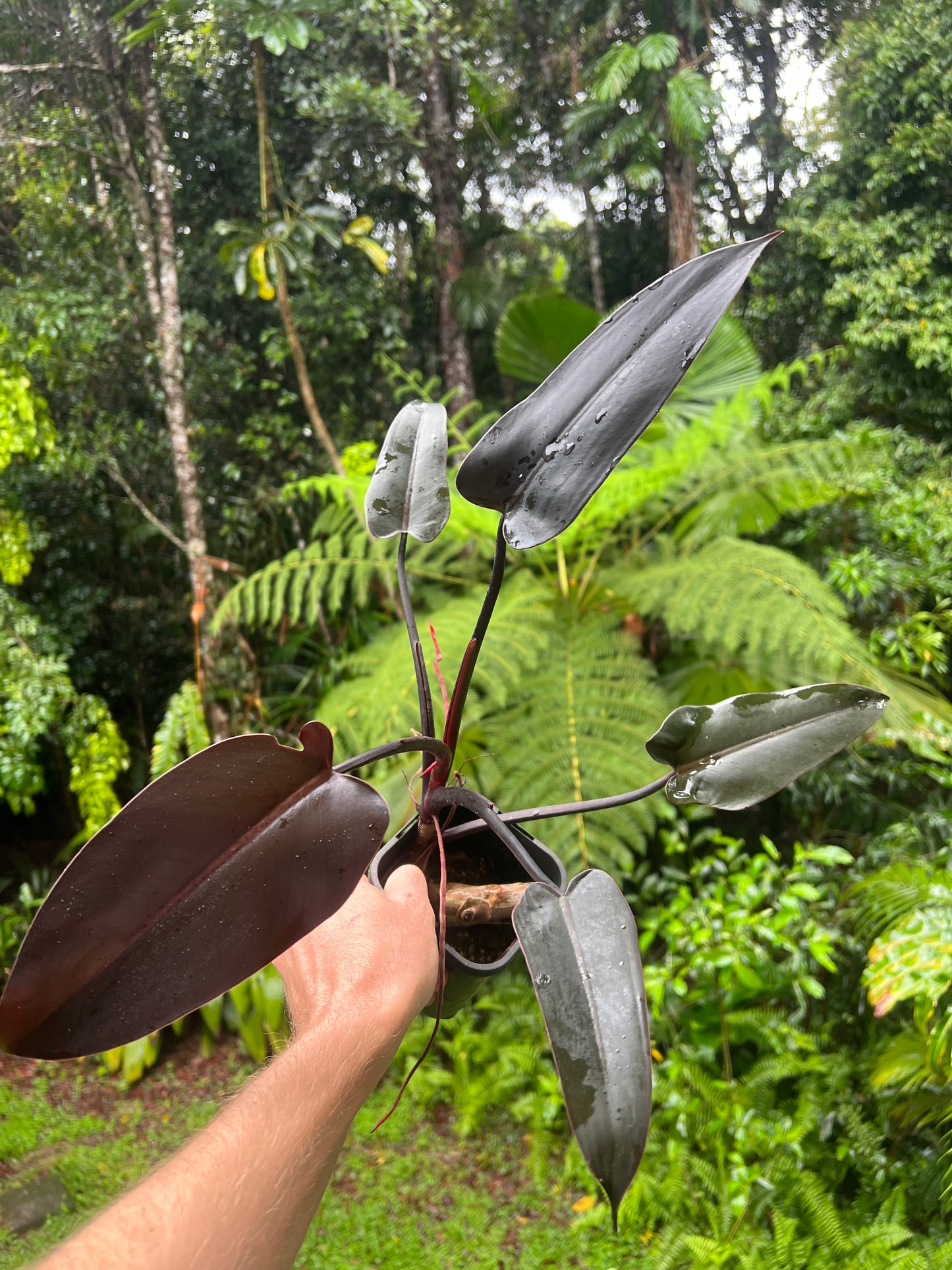 Philodendron Black Knight