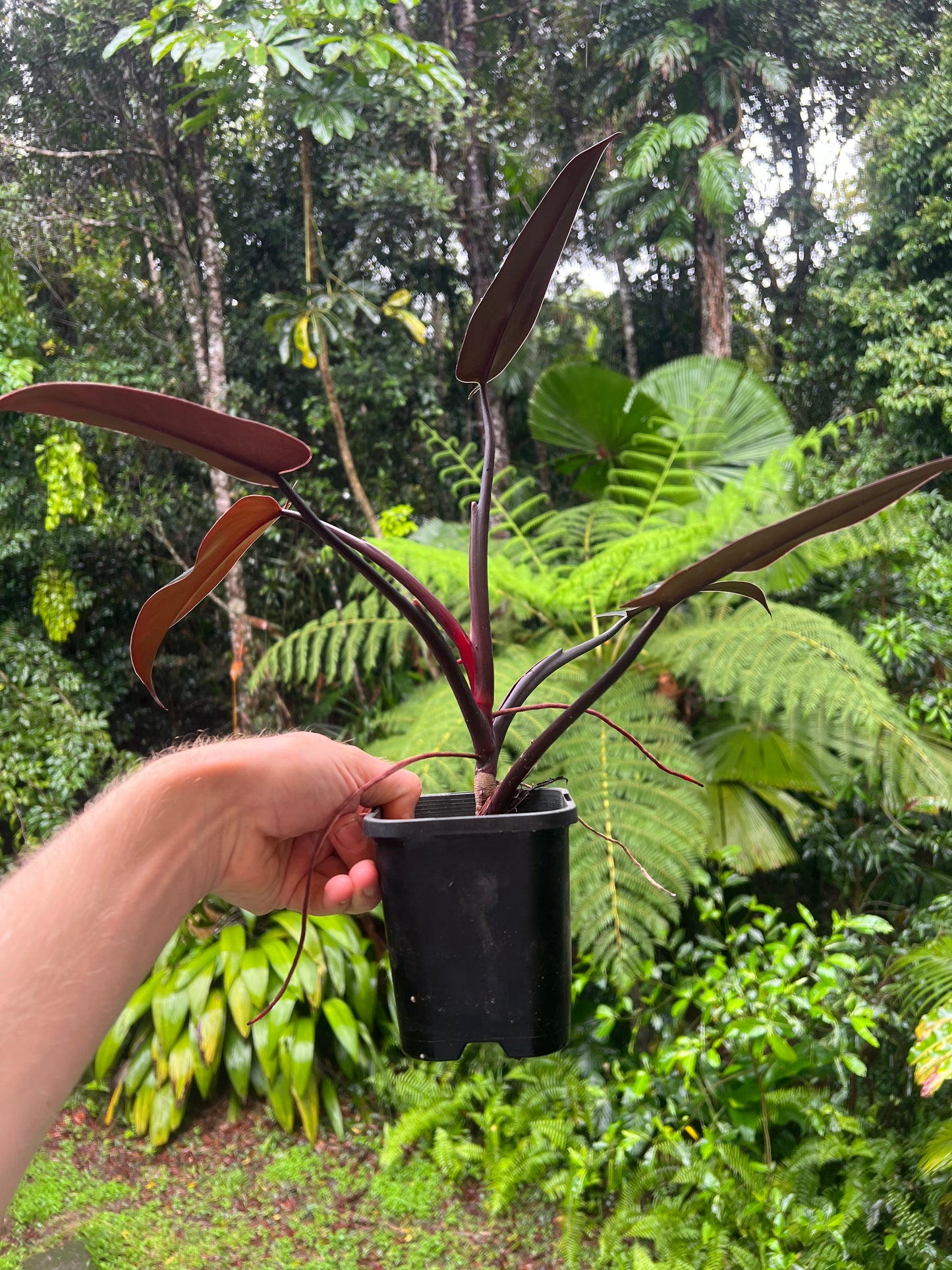 Philodendron Black Knight