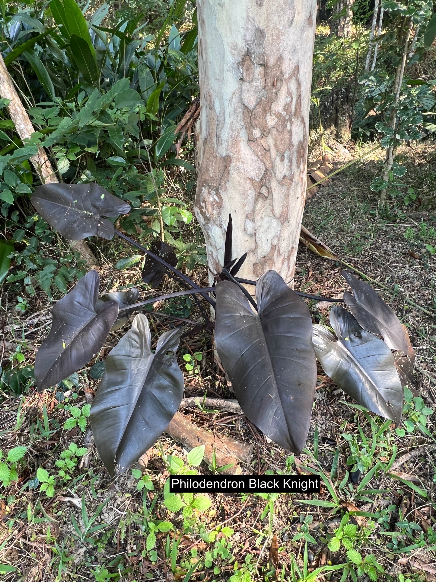 Philodendron Dark Hybrids - Dark Knight and Royal Queen > Cuttings