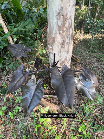Philodendron Dark Hybrids - Dark Knight and Royal Queen > Cuttings