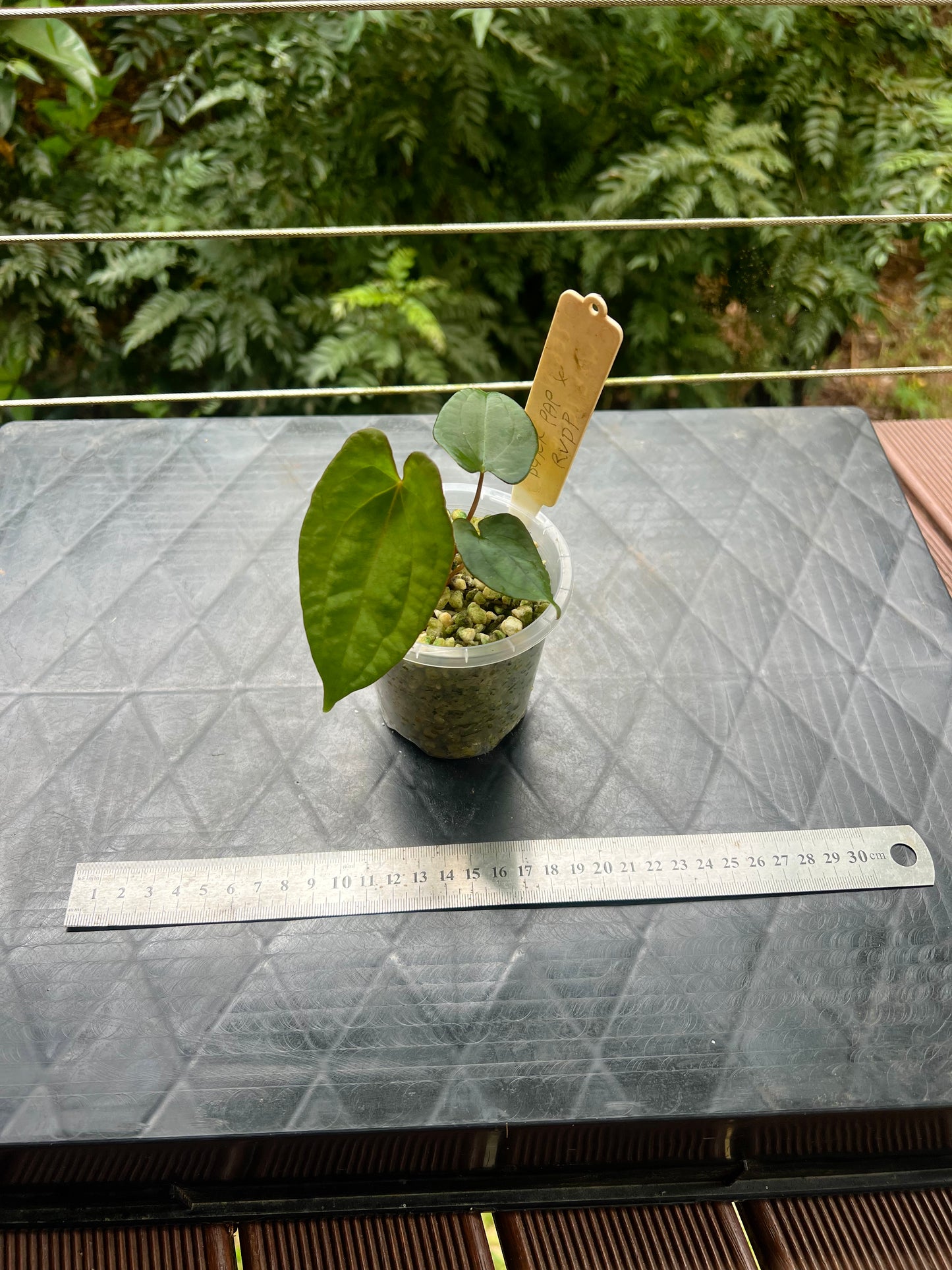 Anthurium Black Pap x Rvdp Clonal Prop