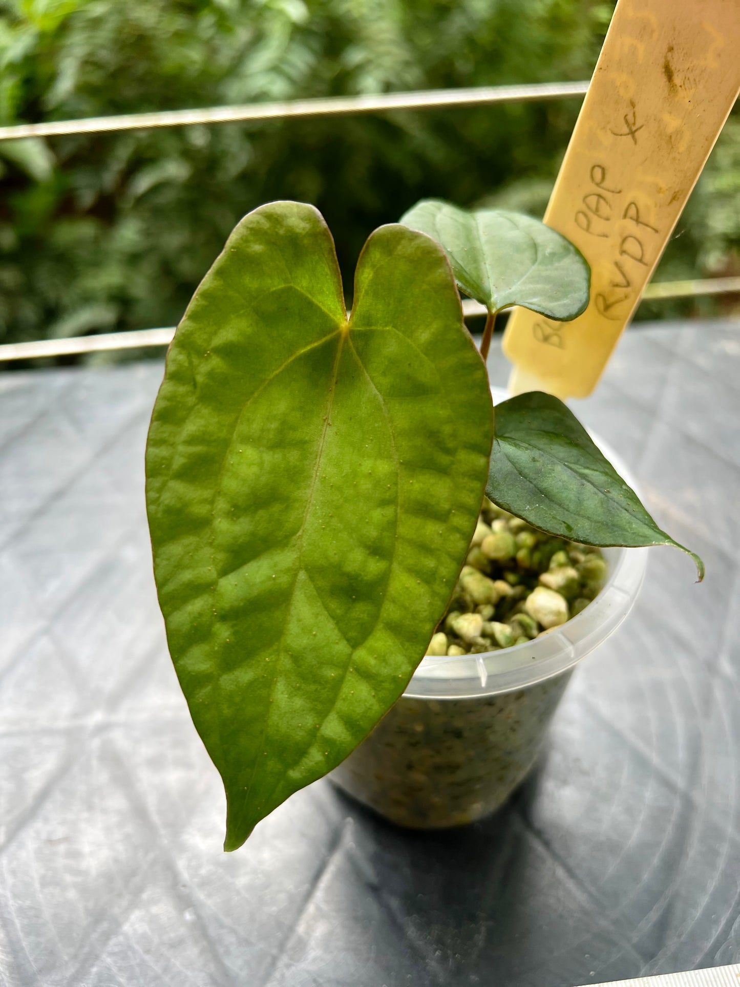 Anthurium Black Pap x Rvdp Clonal Prop