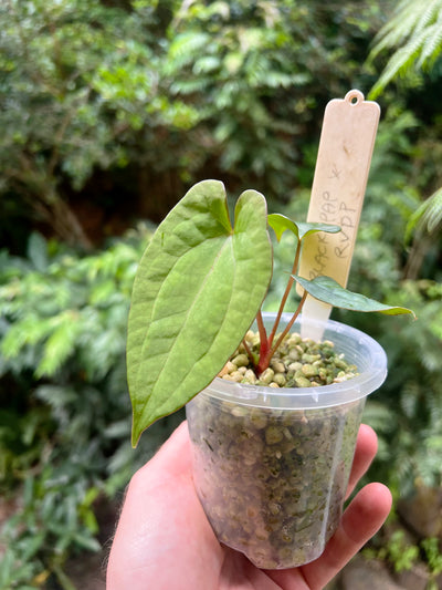 Anthurium Black Pap x Rvdp Clonal Prop