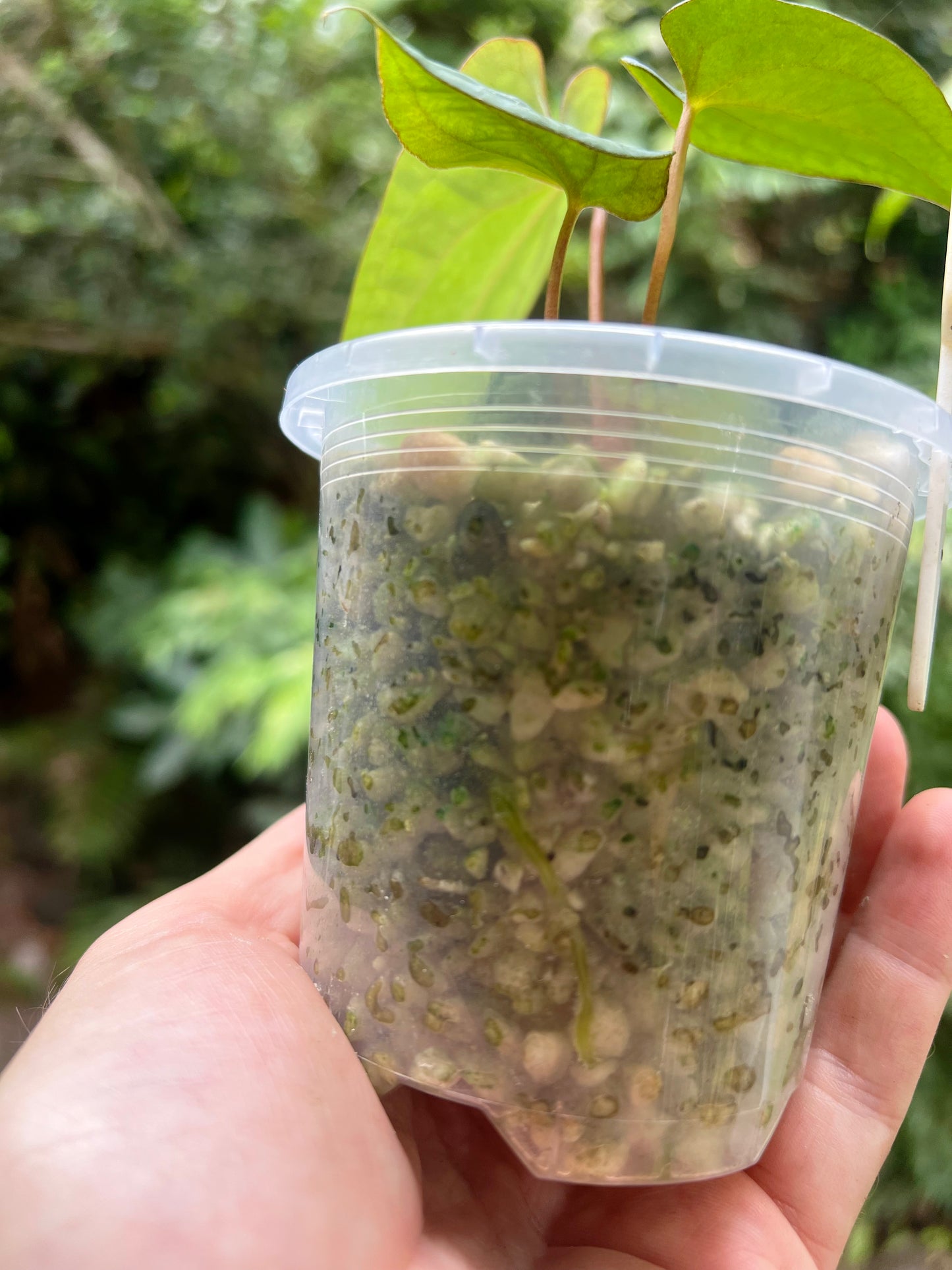 Anthurium Black Pap x Rvdp Clonal Prop