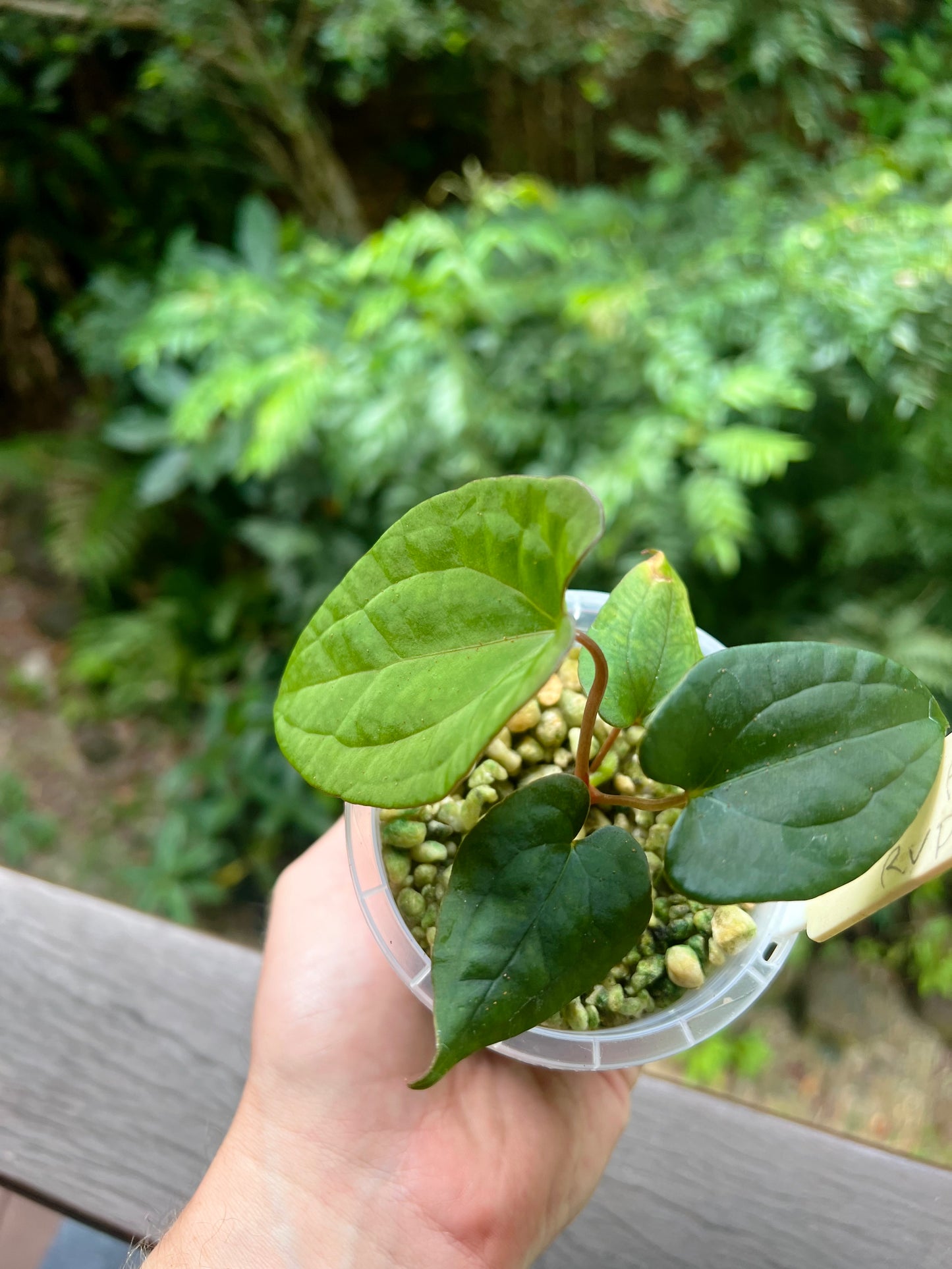 Anthurium Black Pap x Rvdp Clonal Prop