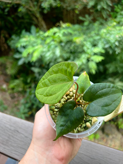 Anthurium Black Pap x Rvdp Clonal Prop