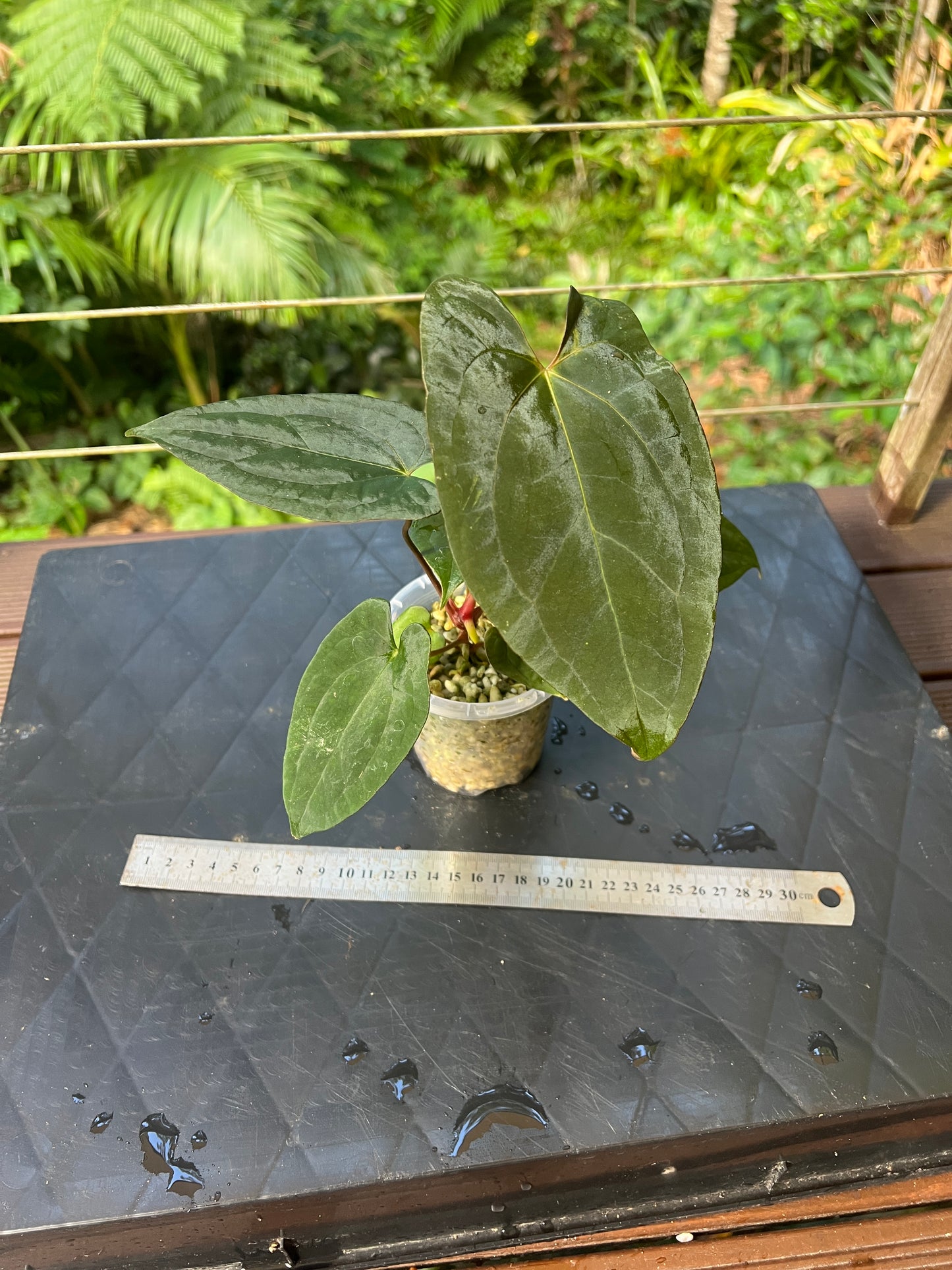 Anthurium Black Pap x Rvdp Clonal Prop Cutting Grown