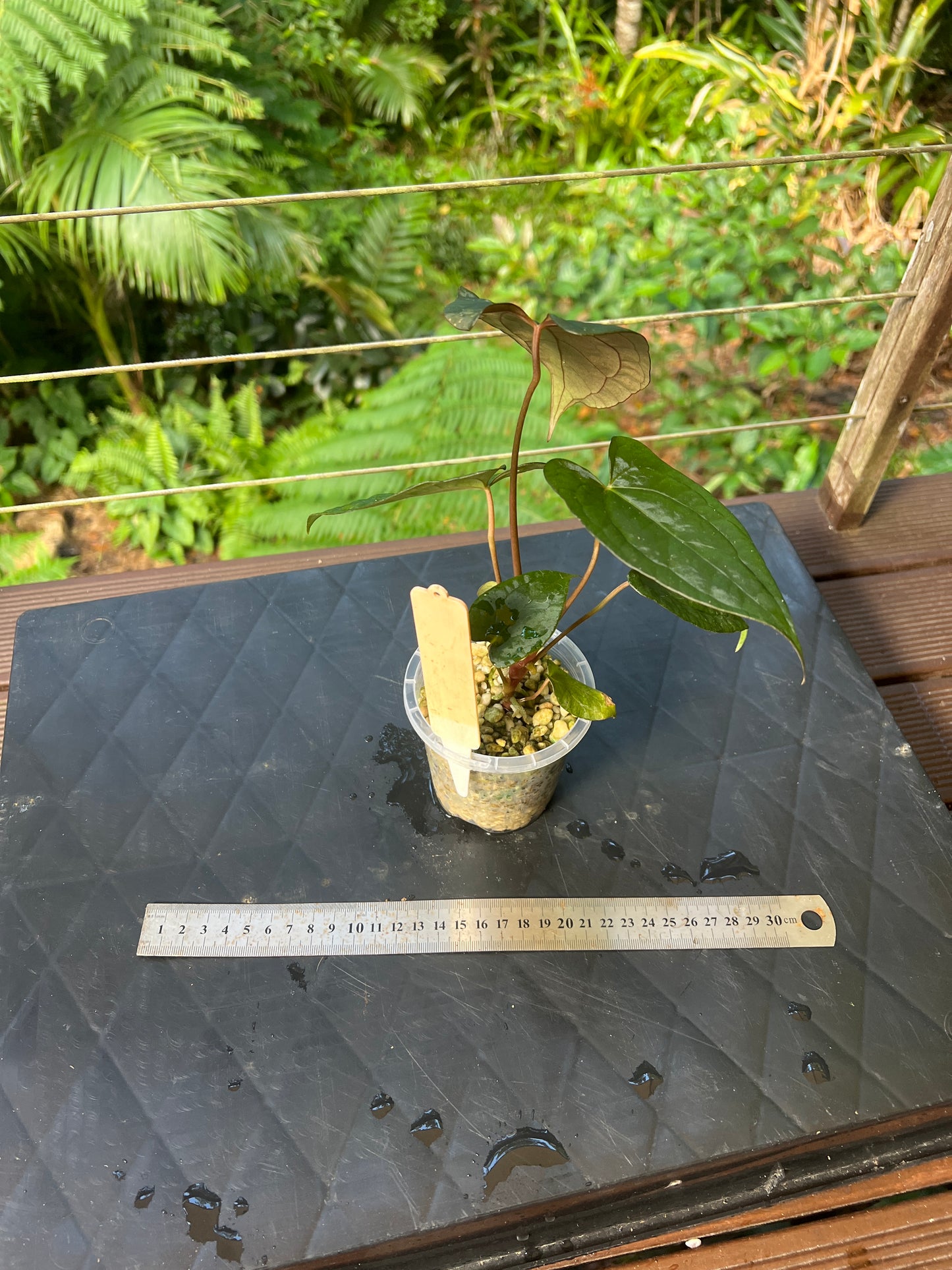 Anthurium Black Pap x Rvdp Clonal Prop Cutting Grown