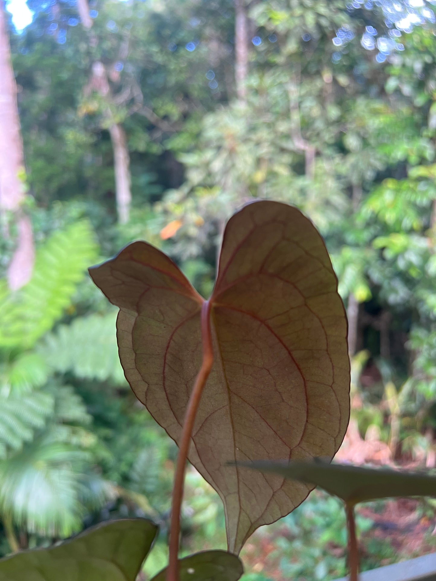 Anthurium Black Pap x Rvdp Clonal Prop Cutting Grown