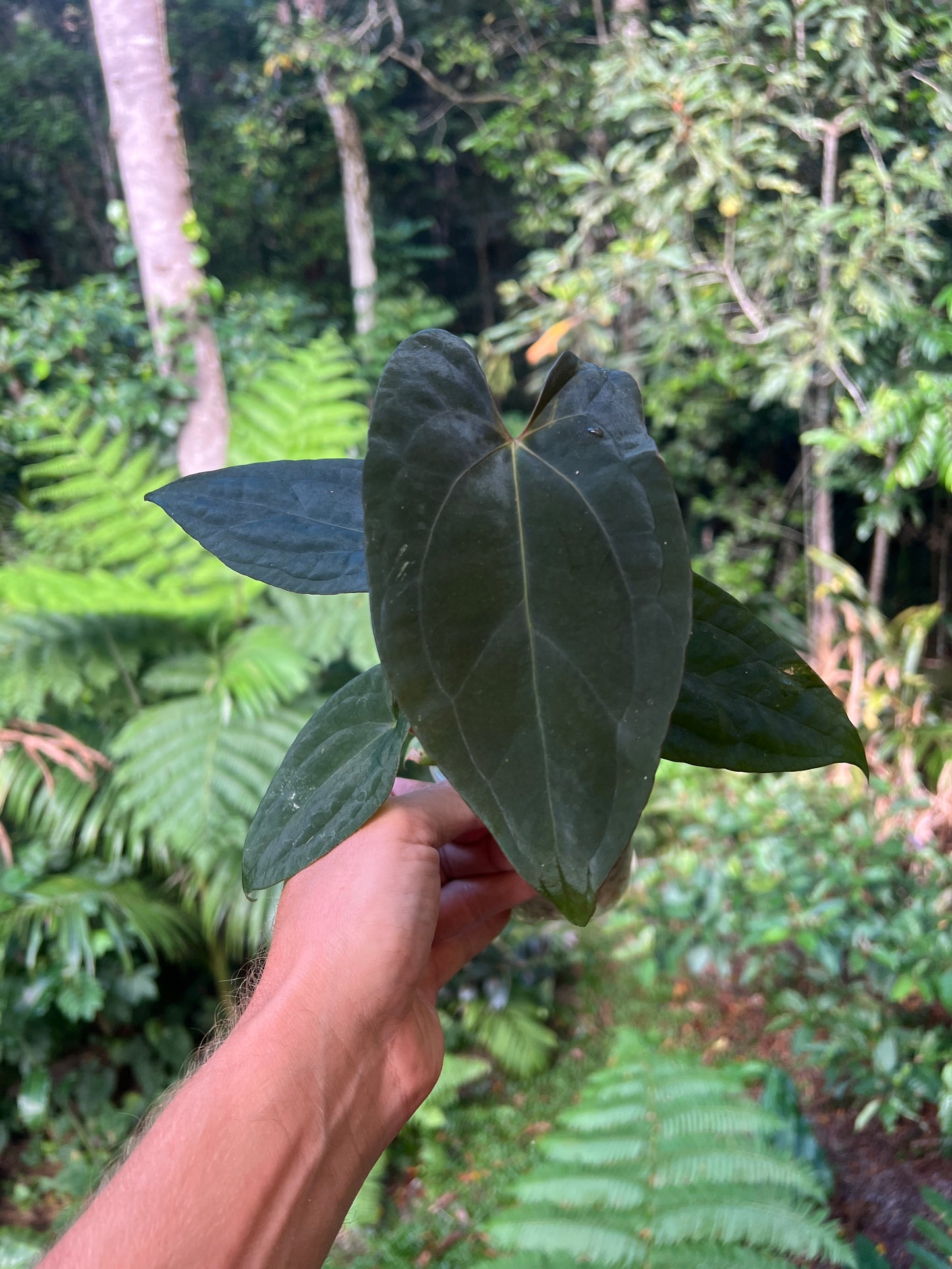 Anthurium Black Pap x Rvdp Clonal Prop Cutting Grown