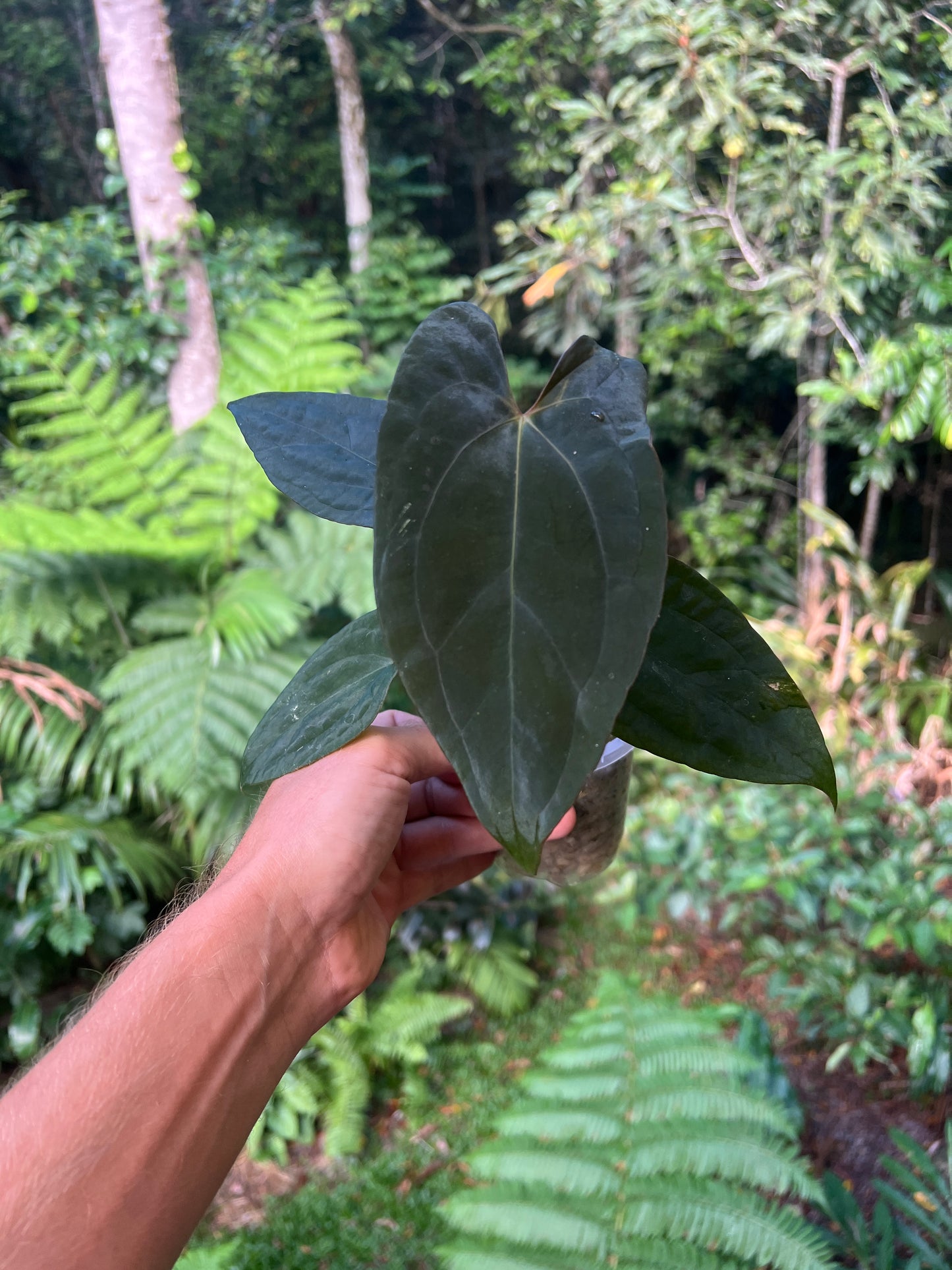 Anthurium Black Pap x Rvdp Clonal Prop Cutting Grown