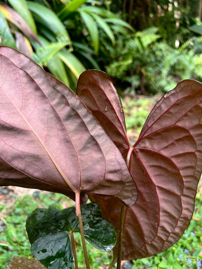 Anthurium Black Pap x Rvdp Clonal Prop
