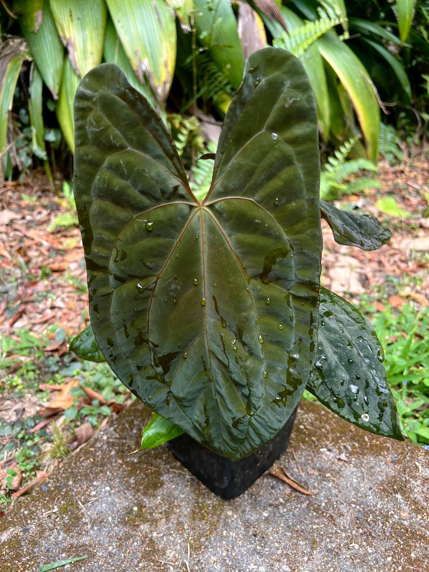Anthurium Black Pap x Rvdp Clonal Prop