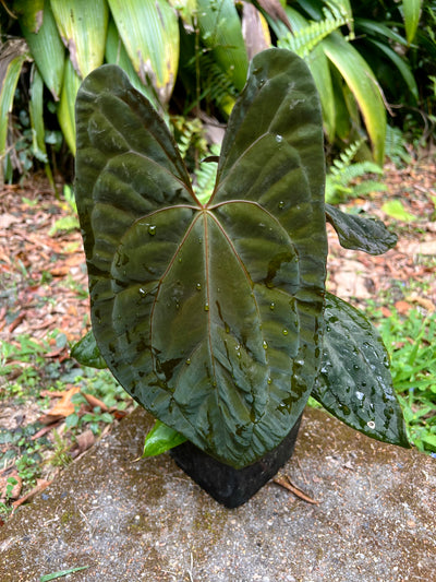 Anthurium Black Pap x Rvdp Clonal Prop