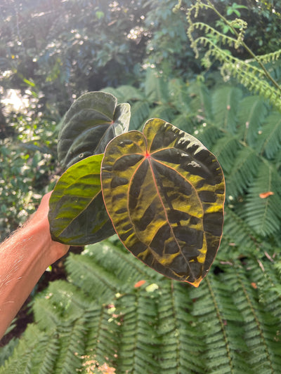 Anthurium Bloodmoon Clone
