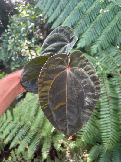 Anthurium Bloodmoon Clone