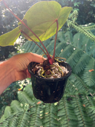 Anthurium Bloodmoon Clone