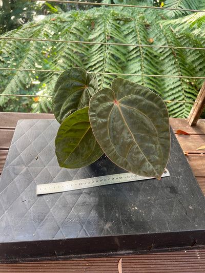 Anthurium Bloodmoon Clone