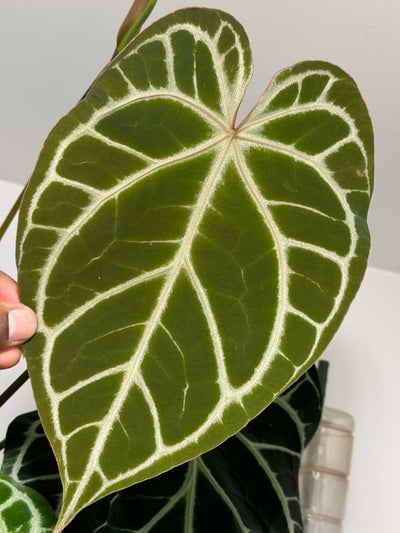 Anthurium Brielle-Zara x Panama 2.0 - Pack 3 Seedlings
