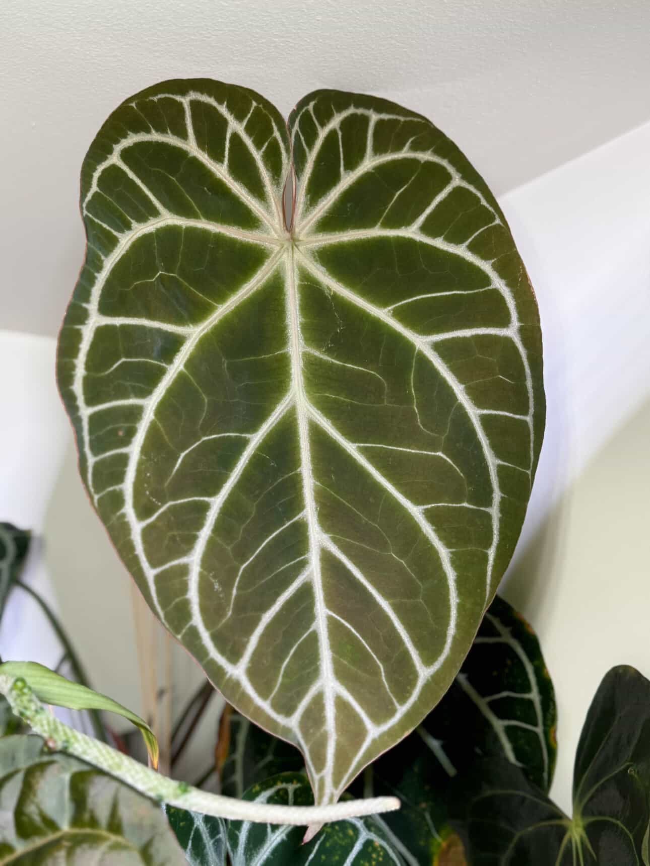 Anthurium Brielle-Zara x Panama 2.0 - Pack 3 Seedlings