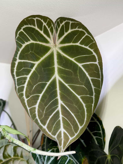 Anthurium Brielle-Zara x Panama 2.0 - Pack 3 Seedlings