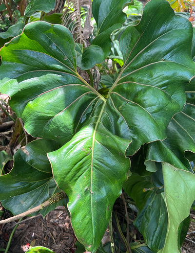 Anthurium brownii - Large