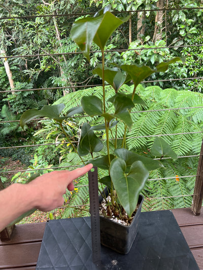 Anthurium brownii - Large
