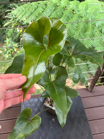 Anthurium brownii - Large