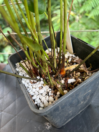 Anthurium brownii - Large