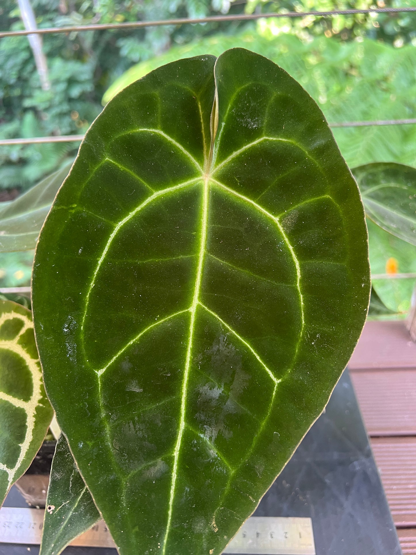Anthurium crystallinum Hybrids x3 Plants