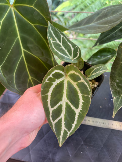 Anthurium crystallinum Hybrids x3 Plants
