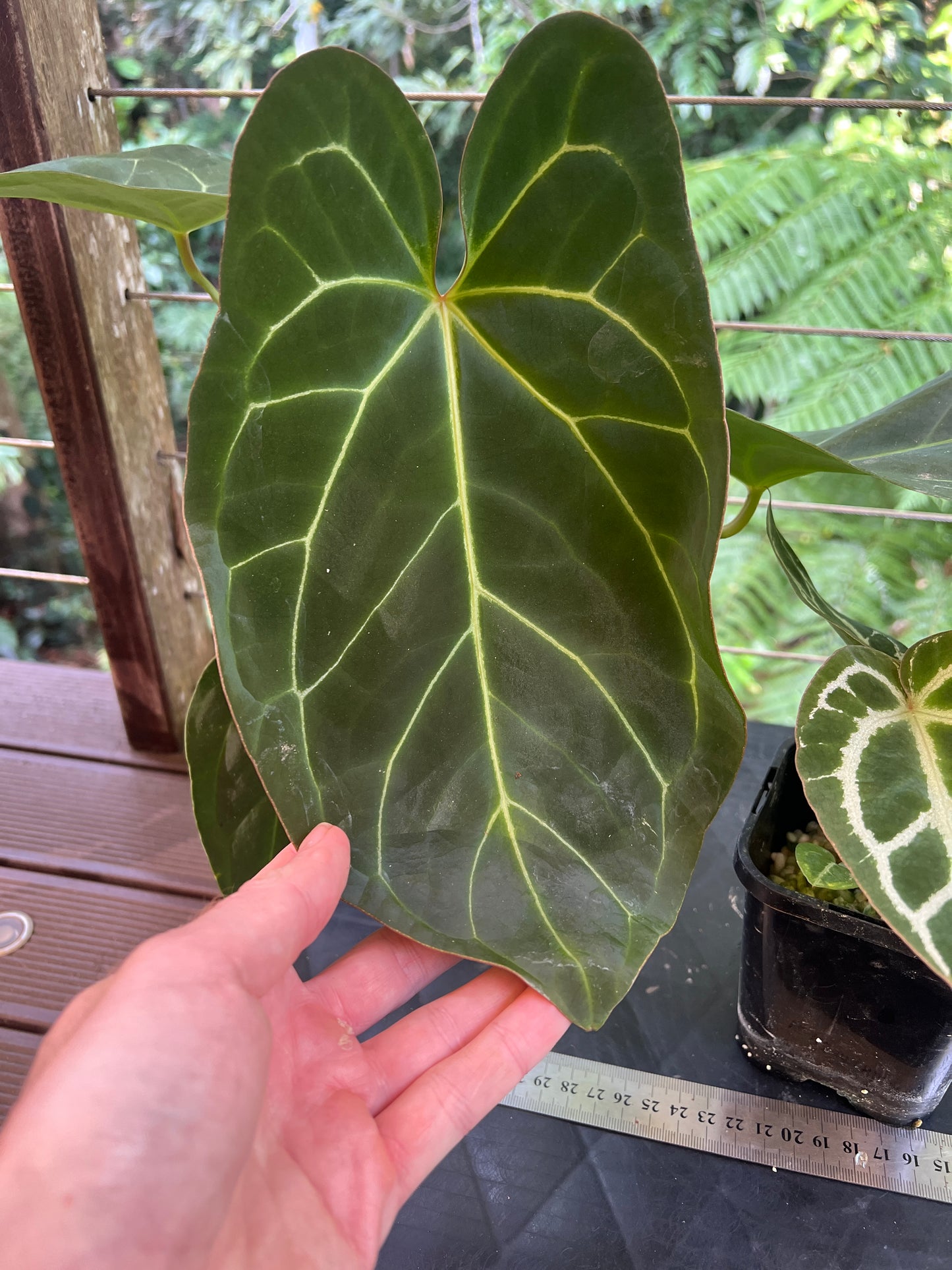 Anthurium crystallinum Hybrids x3 Plants