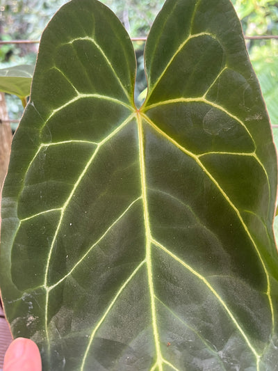 Anthurium crystallinum Hybrids x3 Plants