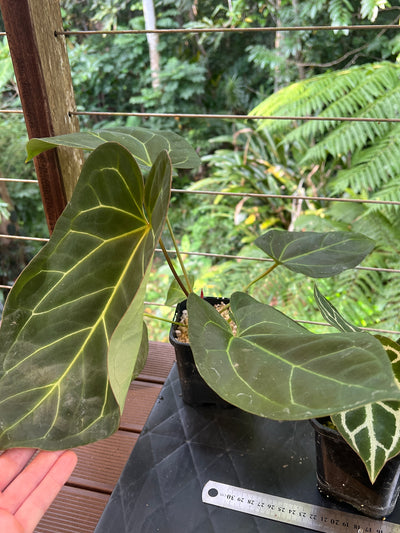 Anthurium crystallinum Hybrids x3 Plants