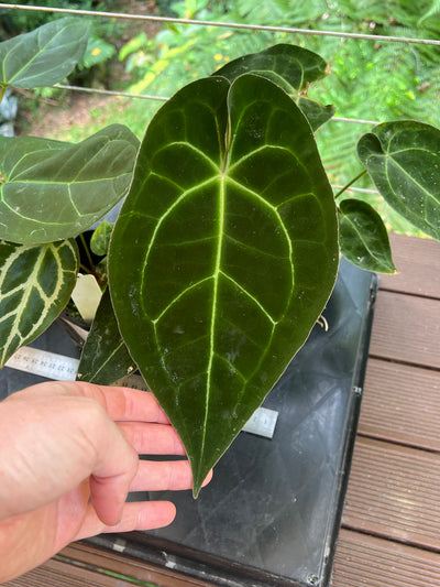 Anthurium crystallinum Hybrids x3 Plants