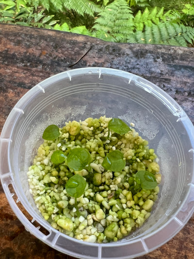 Anthurium Dark Cry x Flat Earth - Pack 6 Seedlings