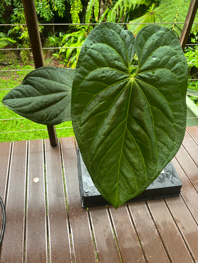 Anthurium crystallinum x guatamalan hybrid Large!