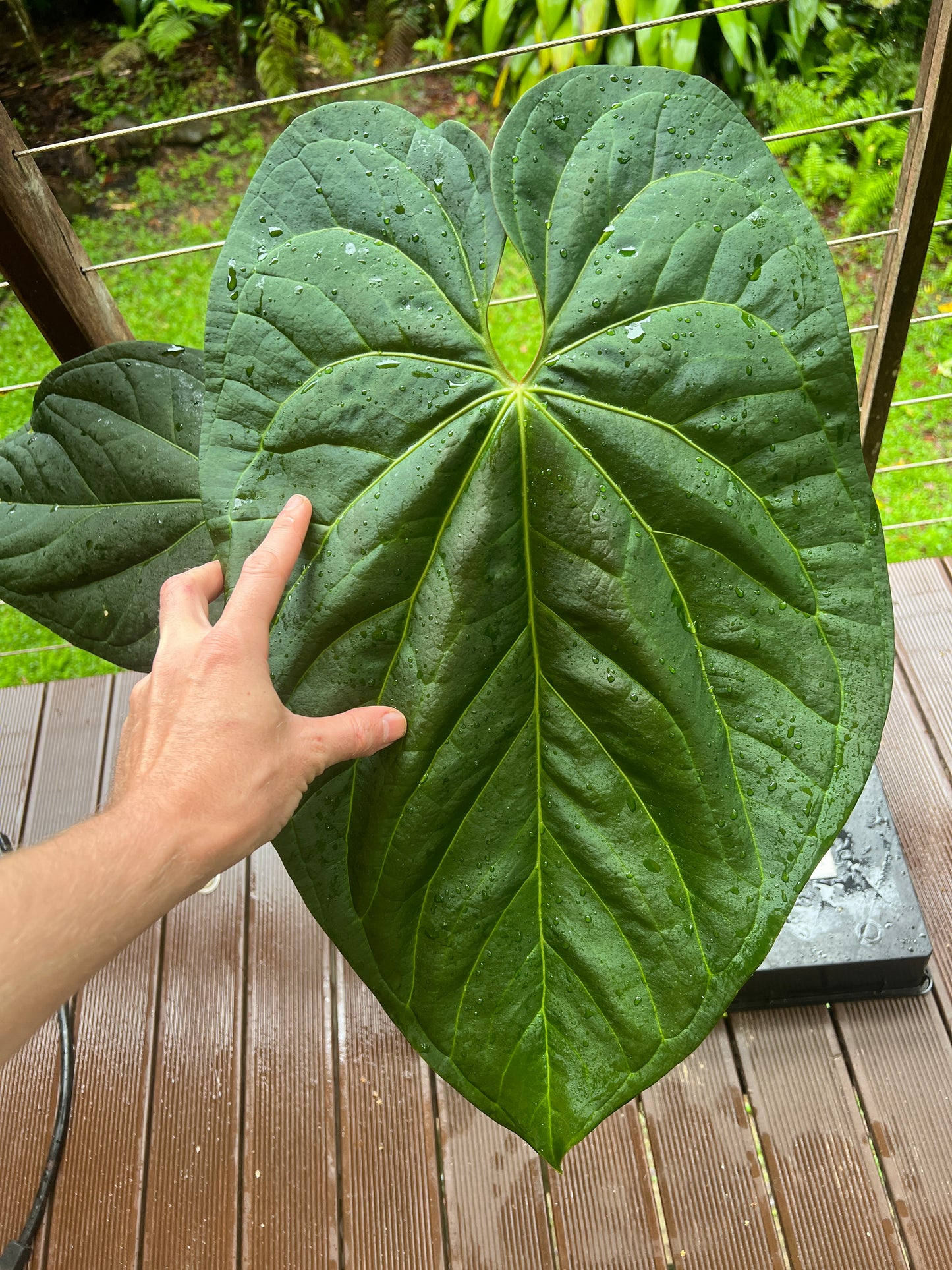 Anthurium crystallinum x guatamalan hybrid Large!