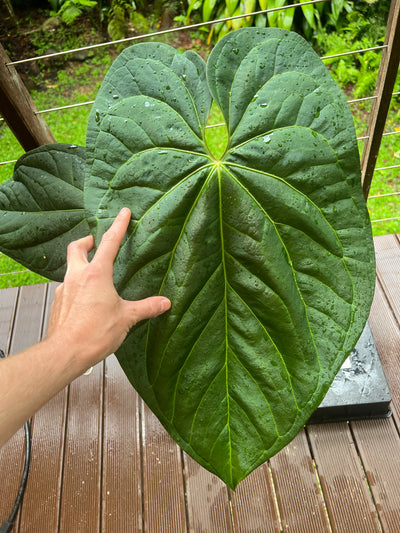 Anthurium crystallinum x guatamalan hybrid Large!