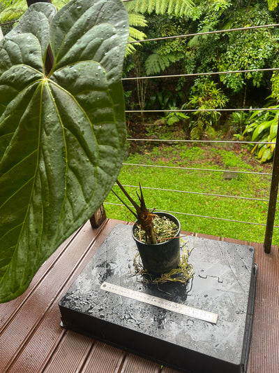 Anthurium crystallinum x guatamalan hybrid Large!