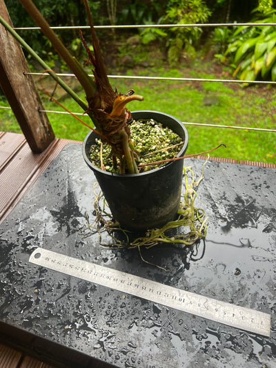 Anthurium crystallinum x guatamalan hybrid Large!