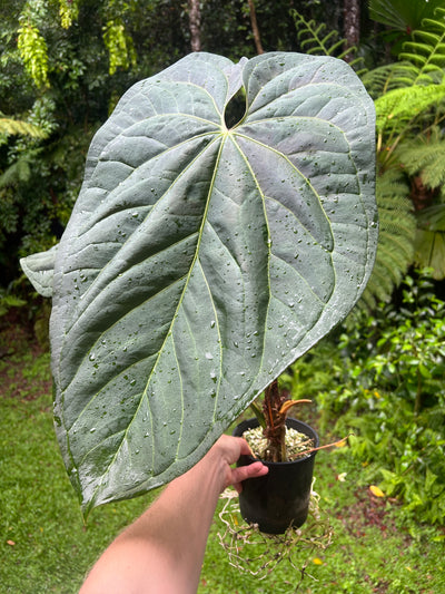 Anthurium crystallinum x guatamalan hybrid Large!