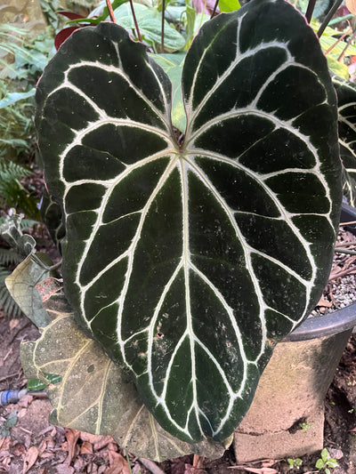 Anthurium Dark Cry x Flat Earth - Pack 6 Seedlings